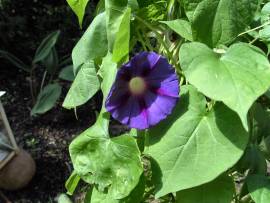 Blumenpracht in AlbinZ Garten: Juli 2008