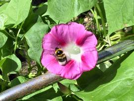 Blumenpracht in AlbinZ Garten: Juli 2008