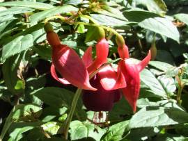 Blumenpracht in AlbinZ Garten: Juli 2008